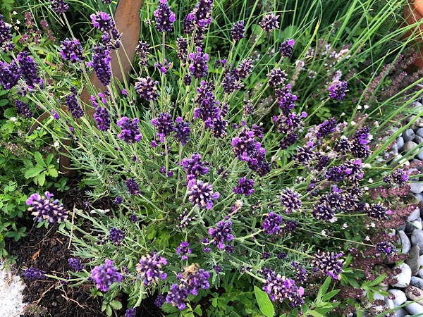 Blühendes Lavendel Bienen