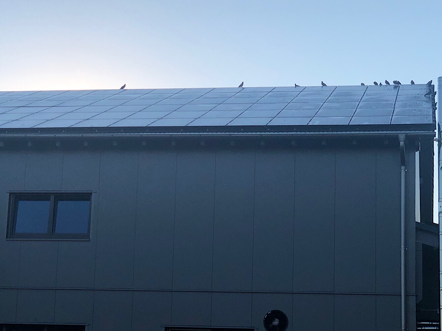 Vögel auf dem Dach