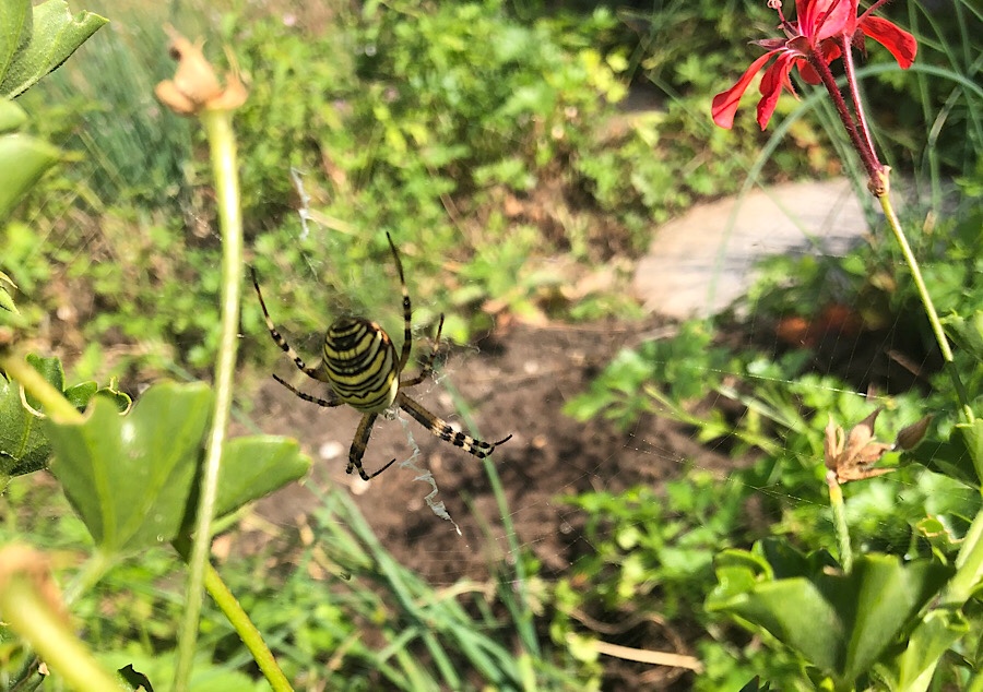 Spinne im Garten