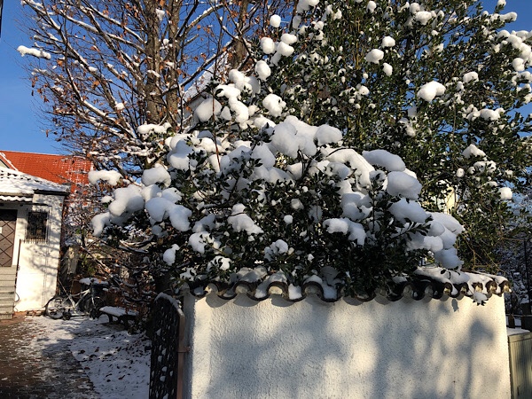 Das Gebüsch im Schnee