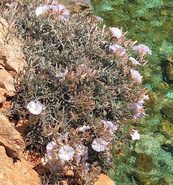 Rosa blühende Pflanze auf Comino