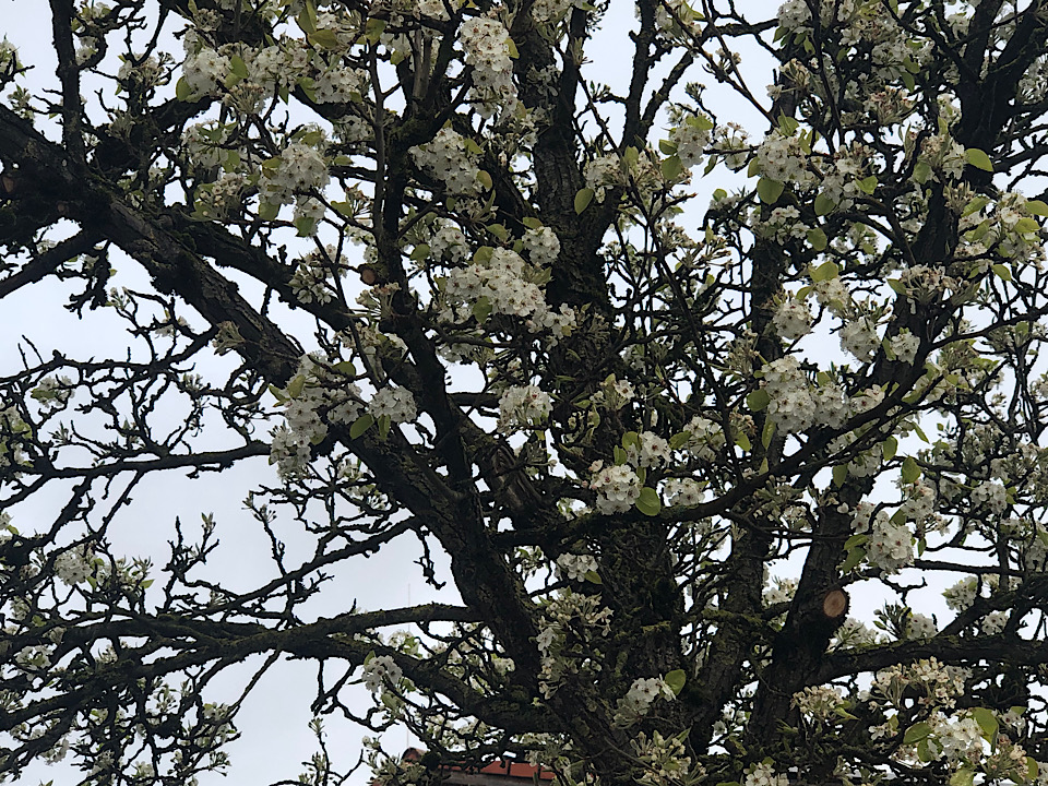 Blühendes Obstbaum