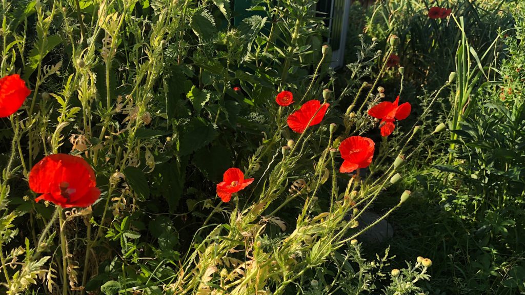 Rote Mohnblüten im Garten