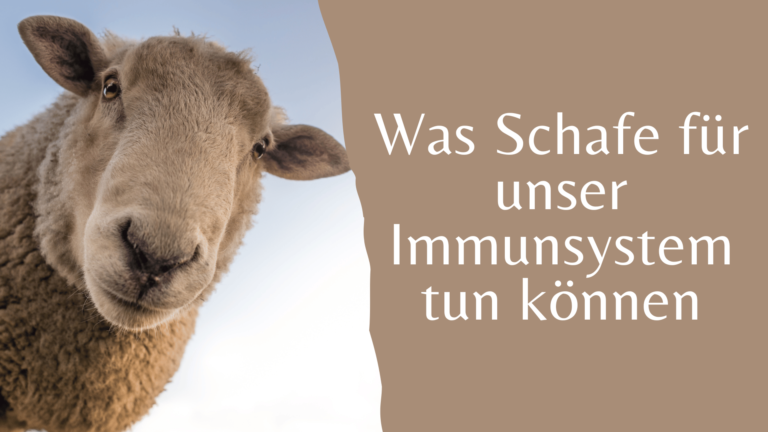 Ein Schaf schaut in die Kamera