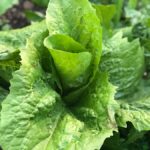 Der Zuckerhut-Salat entwickelt sich prächtig