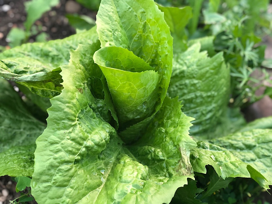 Der Zuckerhut-Salat entwickelt sich prächtig