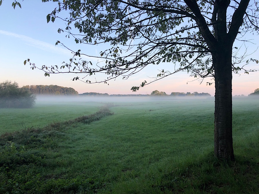 Herbstlicher Nebel über dem Feld