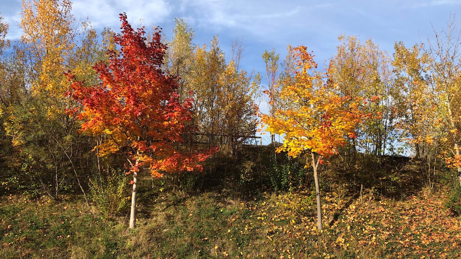 Junge Bäume in Herbstfarben Gelb, Rot und Orange