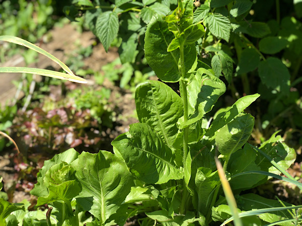 Ein grüner salat im kurz vor der Blüte