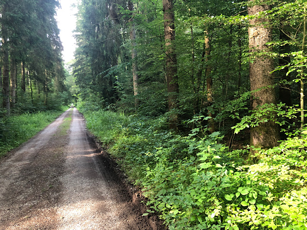Eine gerade Straße im Ebersberger Forst.
