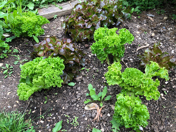 Grüne und braune Salate auf einem Beet