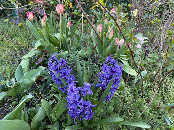 Blaue Hyzinthen und pinke Tulpen.