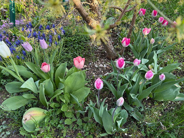 Blühende pinke Tulpen und blaue Traubenhyazinthen