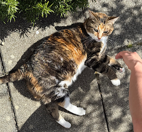 Eine dreifarbige Katze liegt auf der Terrasse.