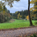 Herbstliche Aussicht in einem Wald mit grüner Wiese, blauem Himmel und buntem Laub.