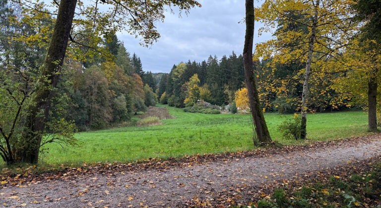 Herbstliche Aussicht in einem Wald mit grüner Wiese, blauem Himmel und buntem Laub.